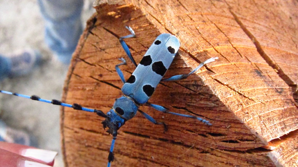 Rosalia alpina (finalmente!)